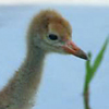 Whooping Crane