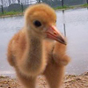 Whooping Crane