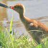 Whooping Crane