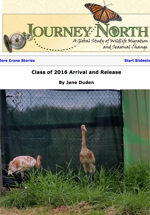 Whooping Crane migration fall 2016