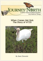 Whooping Cranes