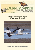 Whooping Crane Identification