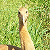 Whooping Crane Chick