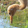 Whooping Crane Chick