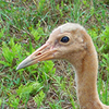 Whooping Crane Chick