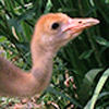 Whooping Crane Chick
