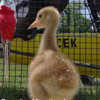 Whooping Crane Chick