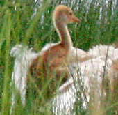 Whooping Crane Chick