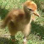 Whooping Crane Chick