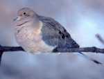 Mourning Dove
