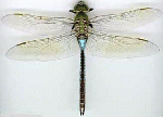 how a distant dragonfly might look to an eagle