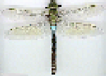 how the same dragonfly might look to a person