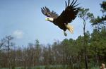 Eagle in flight