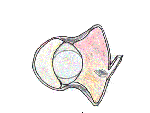 Click on diagram for a larger, labeled view