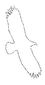 Bald Eagle silhouette pattern