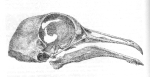 Pigeon skull