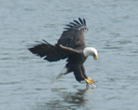 Bald eagles in Alaska