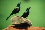 Copyright by the Wisconsin Society for Ornithology