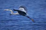 Heron taking off