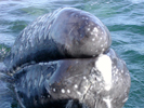 Baby Gray Whale