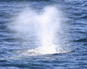Gray Whale Blow