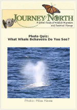 Photo Quiz: What gray whales do you see?
