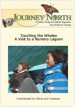 Touching a Gray Whale