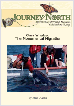 Baby Gray Whale