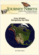 Gray whale slideshow: Navigating the Way