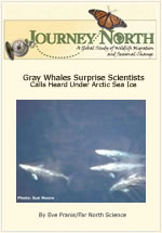 Gray Whale Surprise Scientists