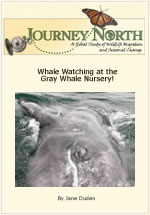 Visiting a Gray Whale Nursery