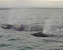 Baby Gray Whale