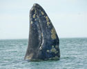 Baby Gray Whale