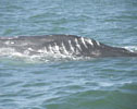 Baby Gray Whale