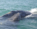 Baby Gray Whale