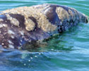 Baby Gray Whale
