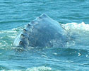 Baby Gray Whale