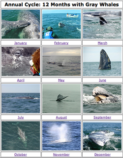 Gray whale migration, month-by-month.
