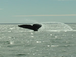Tail of young gray whale sticks out of the water as it dives and learns to "plow" food from the bottom.