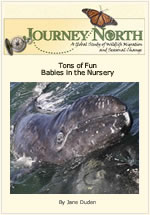 Cover page for Tons of Fun: Babies in the Nursery