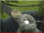 Hummingbird eggs in a hummingbird nest with penny