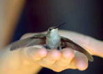 Hummingbird Feeding at Flower
