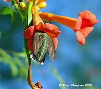 Hummingbird