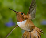 hummer