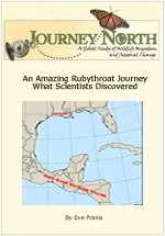 Ruby-Throat Journey