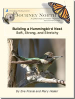 building a nest