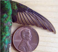 Hummingbird