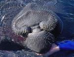 alligator_USGS0023