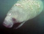 manatee_USGS0022
