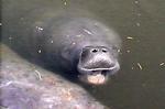 manatee_USGS0022
